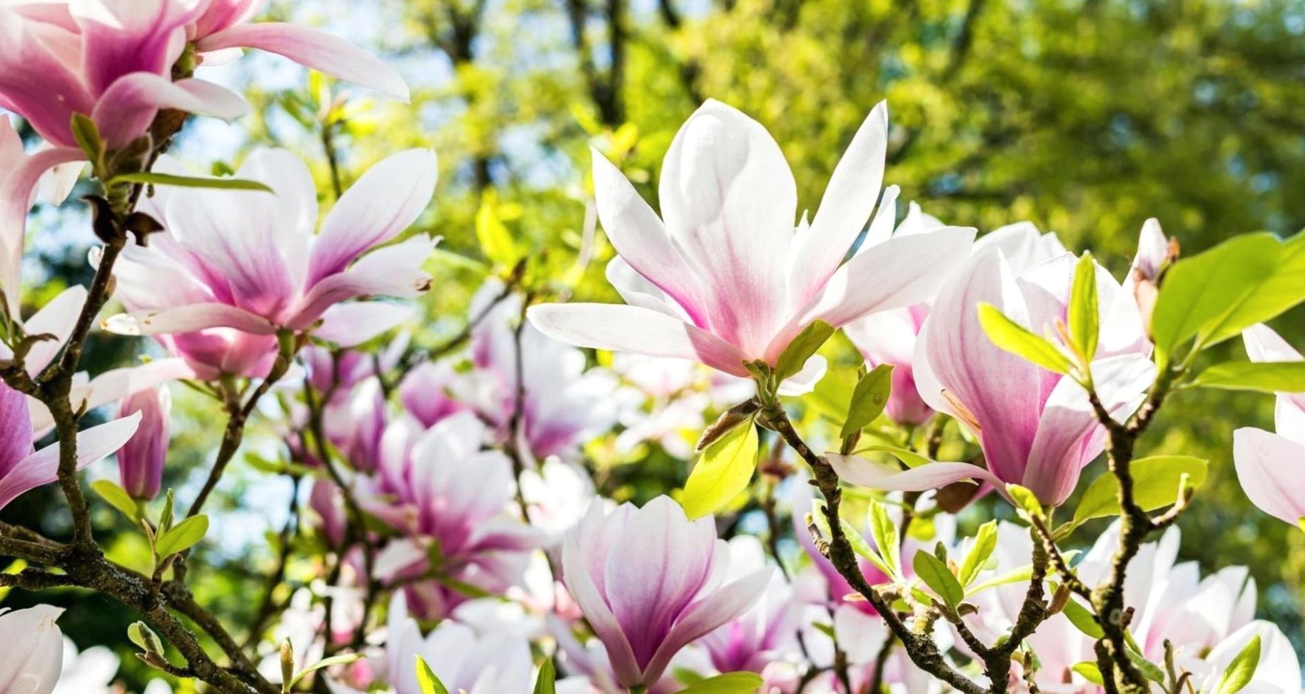 How Florists Use Trend Data to Pick What to Grow or Buy