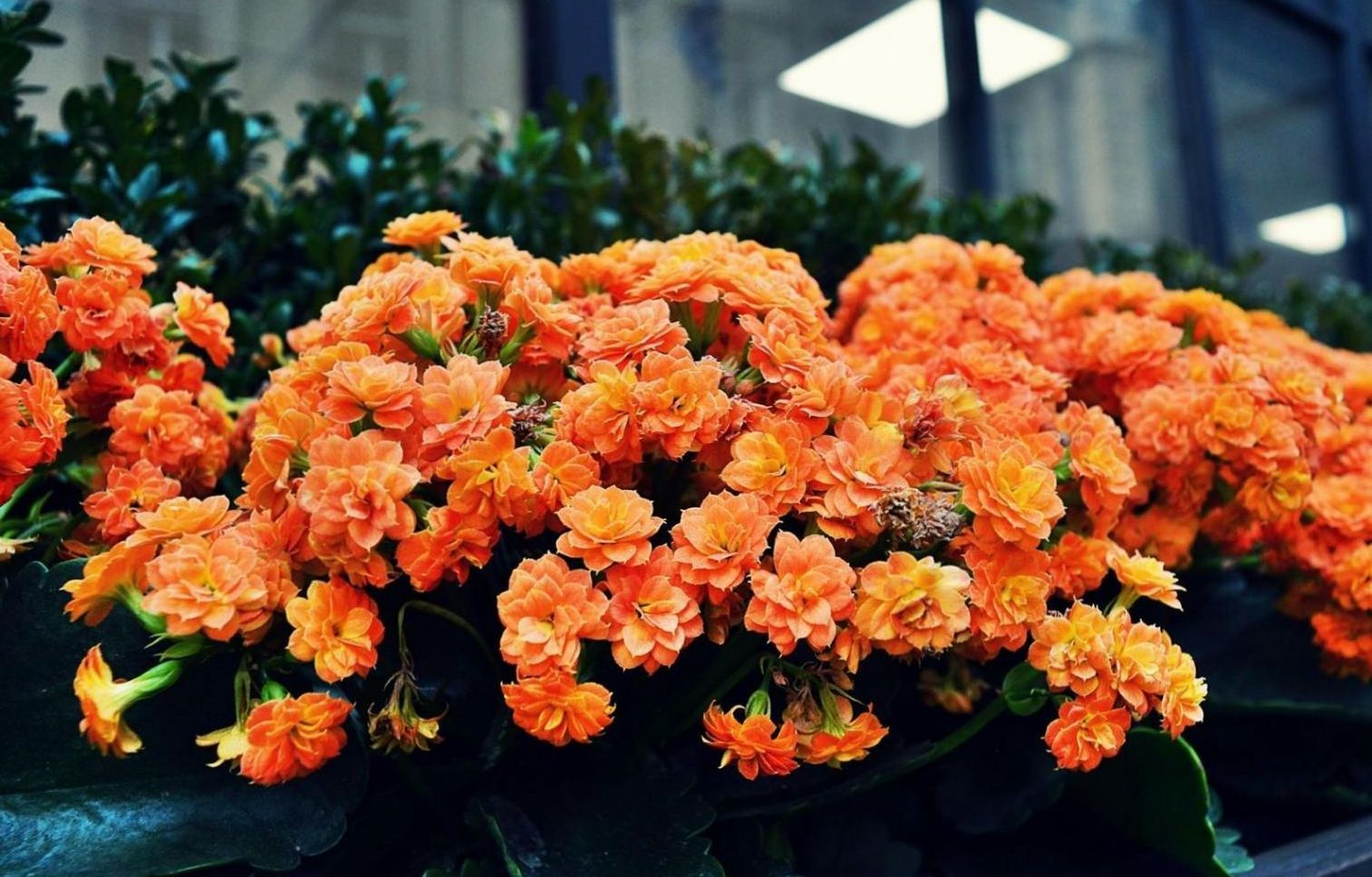 Floral arrangement detail
